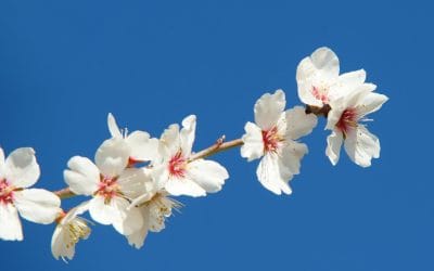 AVIS DE COURSE  REGATE DES AMANDIERS  Sète Martigues, Martigues Sète  Organisée par   les Comités de Voile 34, 30 et 13  28 février – 01 mars 2026  Grade 5A